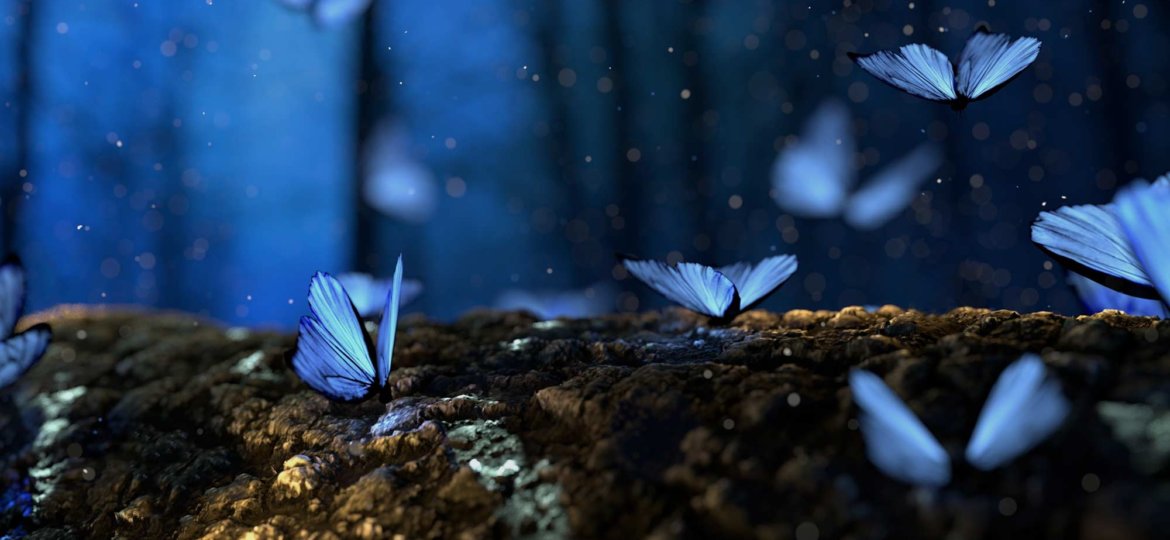 butterflies