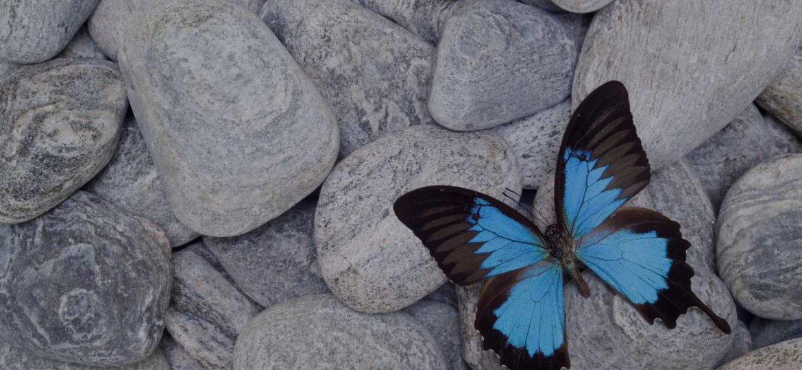 butterfly-on-pebbles