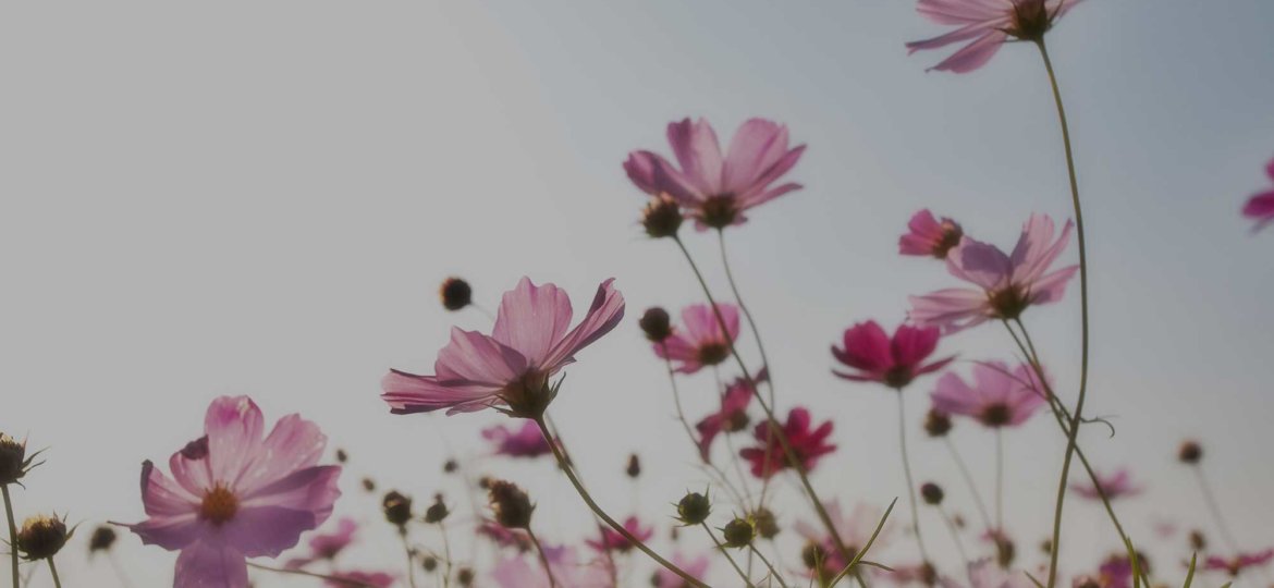 flowers-plants-korea-nature